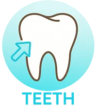 Teeth